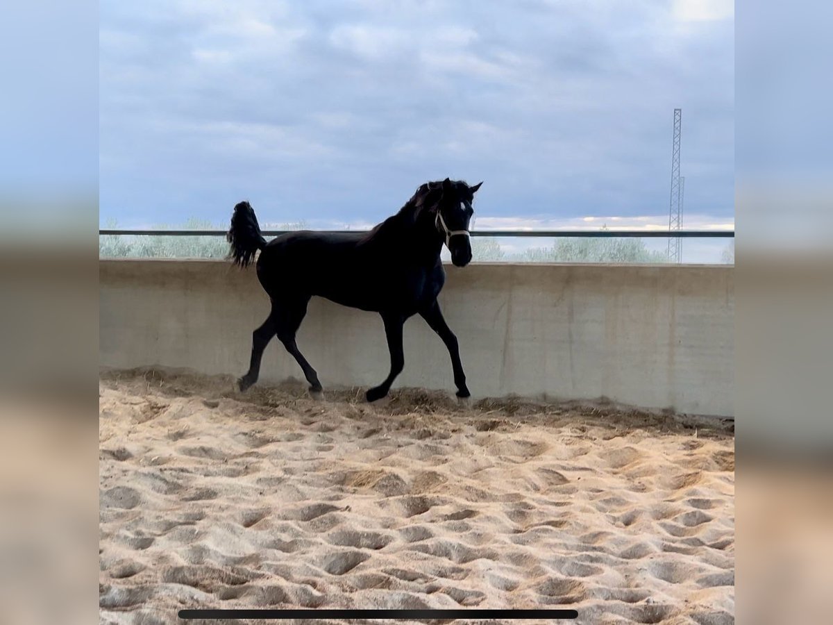 Andalusian Stallion 3 years 15,2 hh Black in Granada