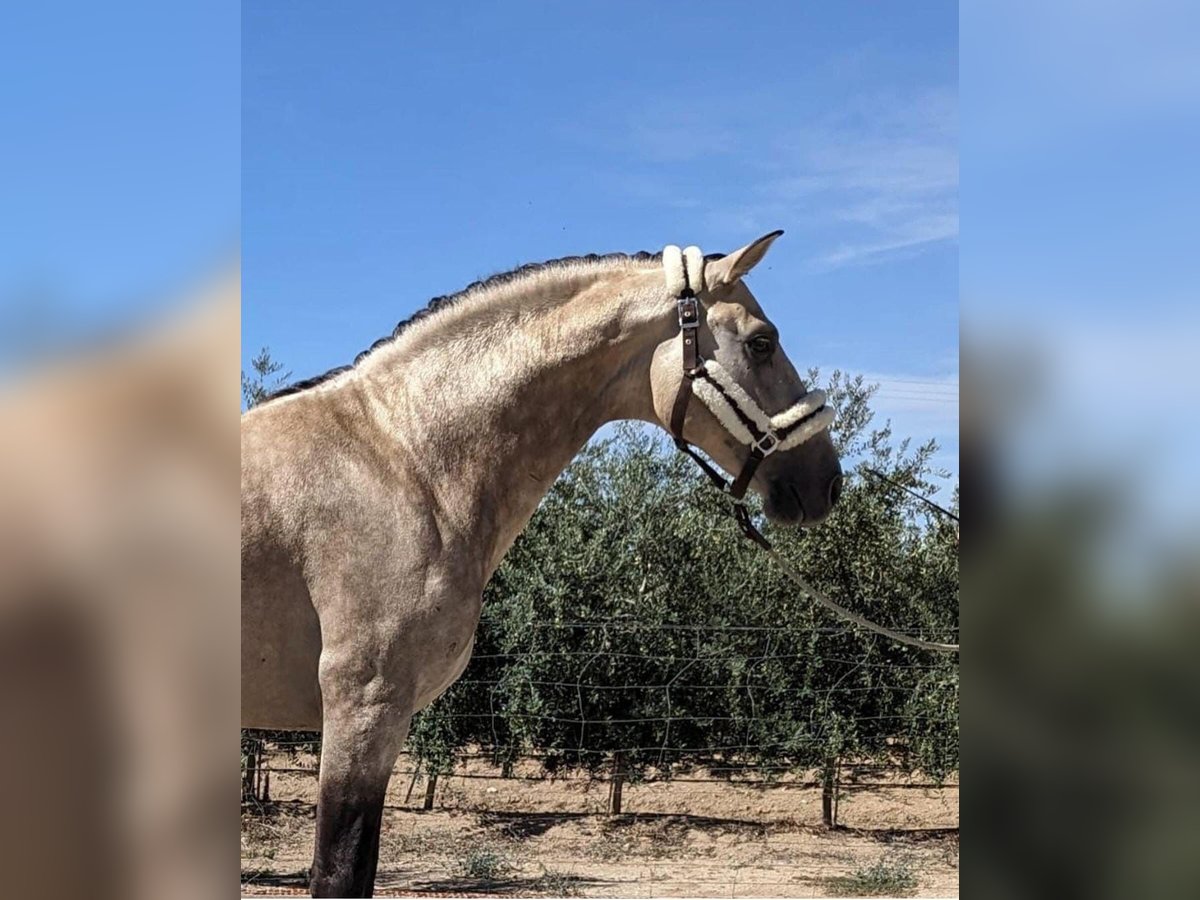 Andalusian Stallion 3 years 15,2 hh Buckskin in Badajoz