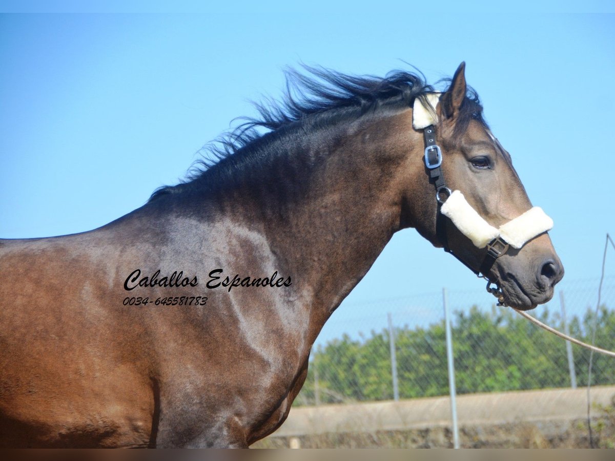 Andalusian Stallion 3 years 15,2 hh Dun in Vejer de la Frontera