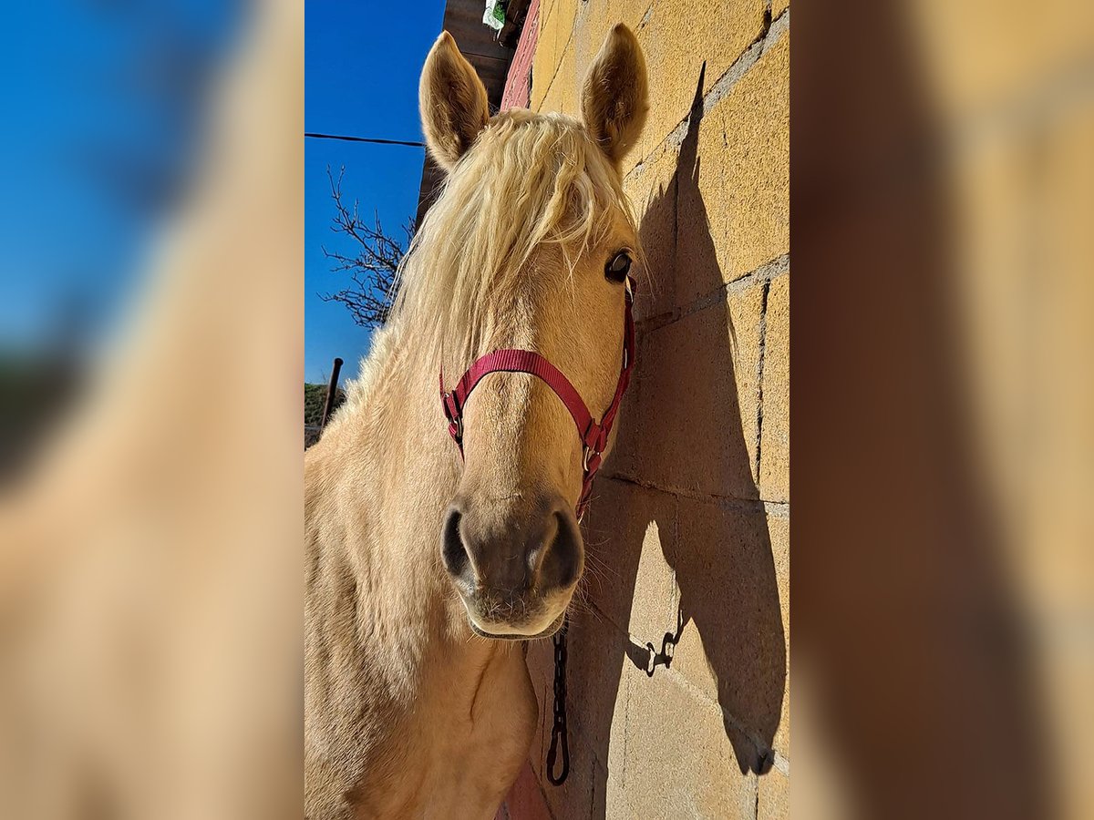 Andalusian Stallion 3 years 15,2 hh Palomino in Caceres