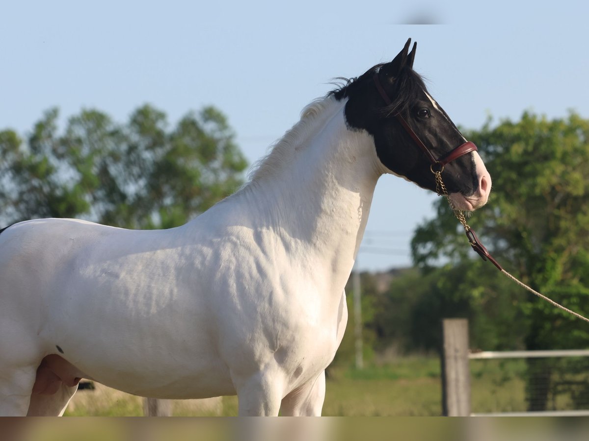 Andalusian Stallion 3 years 15.2 hh Tobiano-all-colors in Cornillon-Confoux