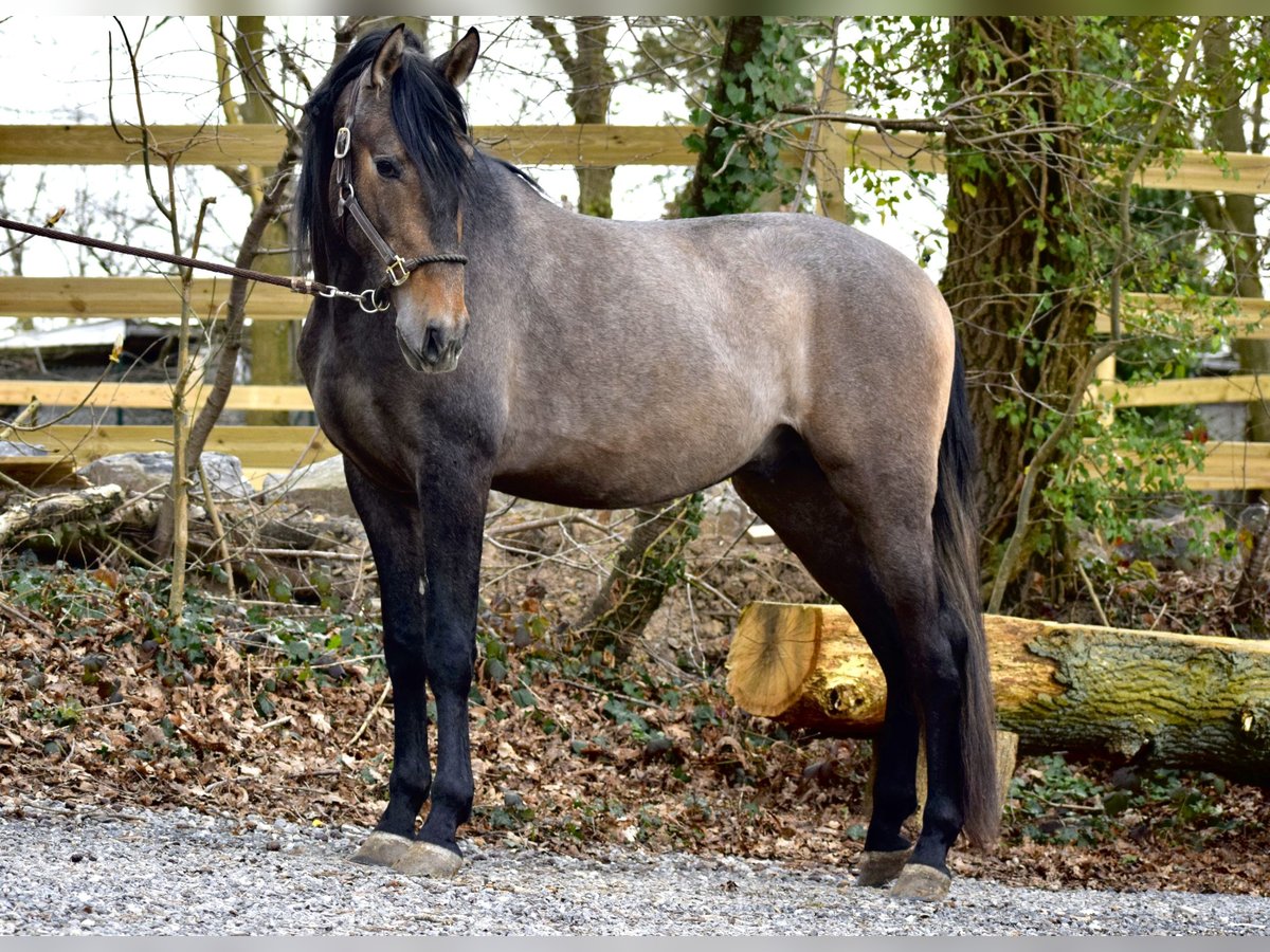 Andalusian Stallion 3 years 15,1 hh Brown Falb mold in Assesse