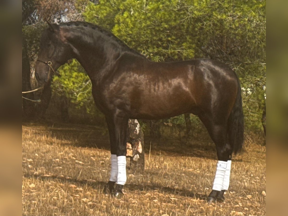 Andalusian Stallion 3 years 15,2 hh Bay-Dark in Martfeld