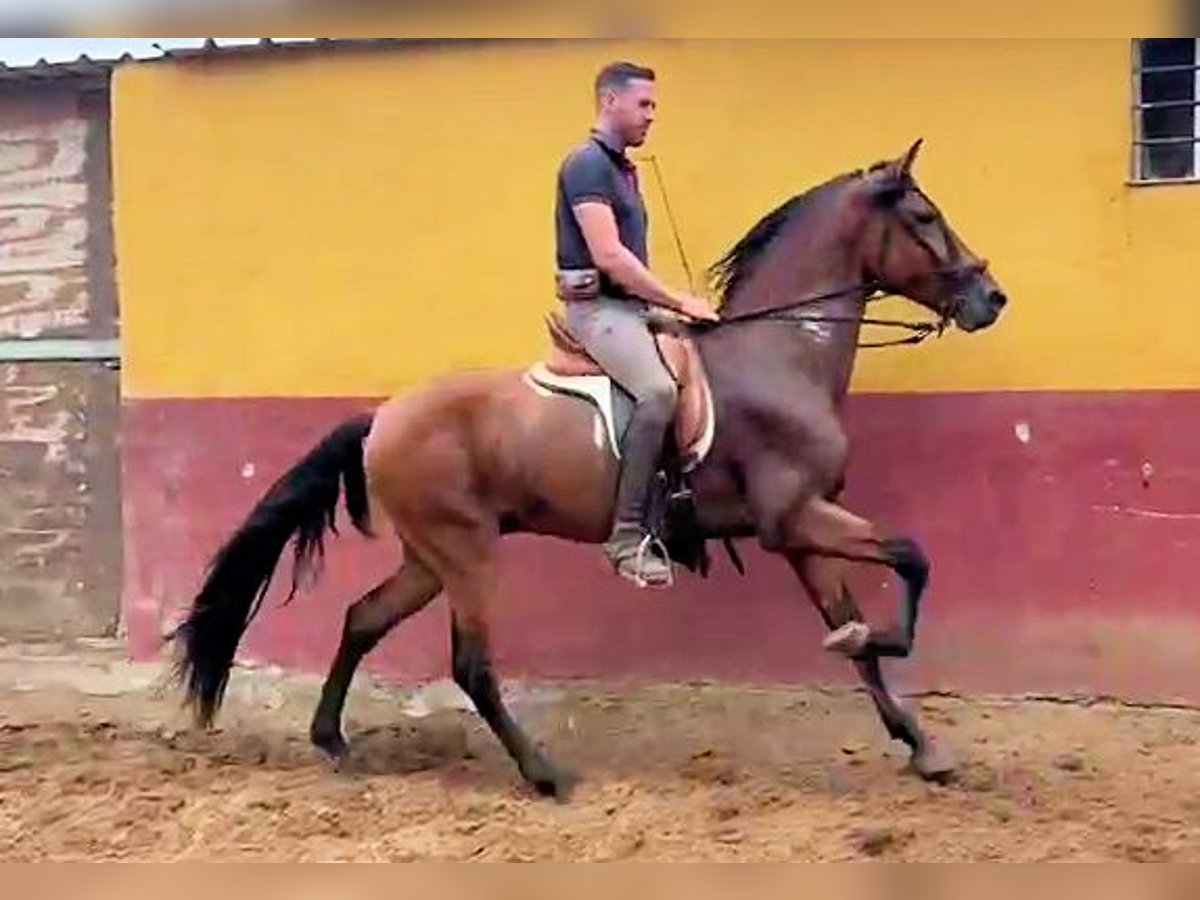 Andalusian Stallion 3 years 15,2 hh Brown in Sanlucar