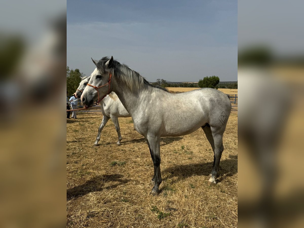 Andalusian Stallion 3 years 15,2 hh Grey in Badajoz