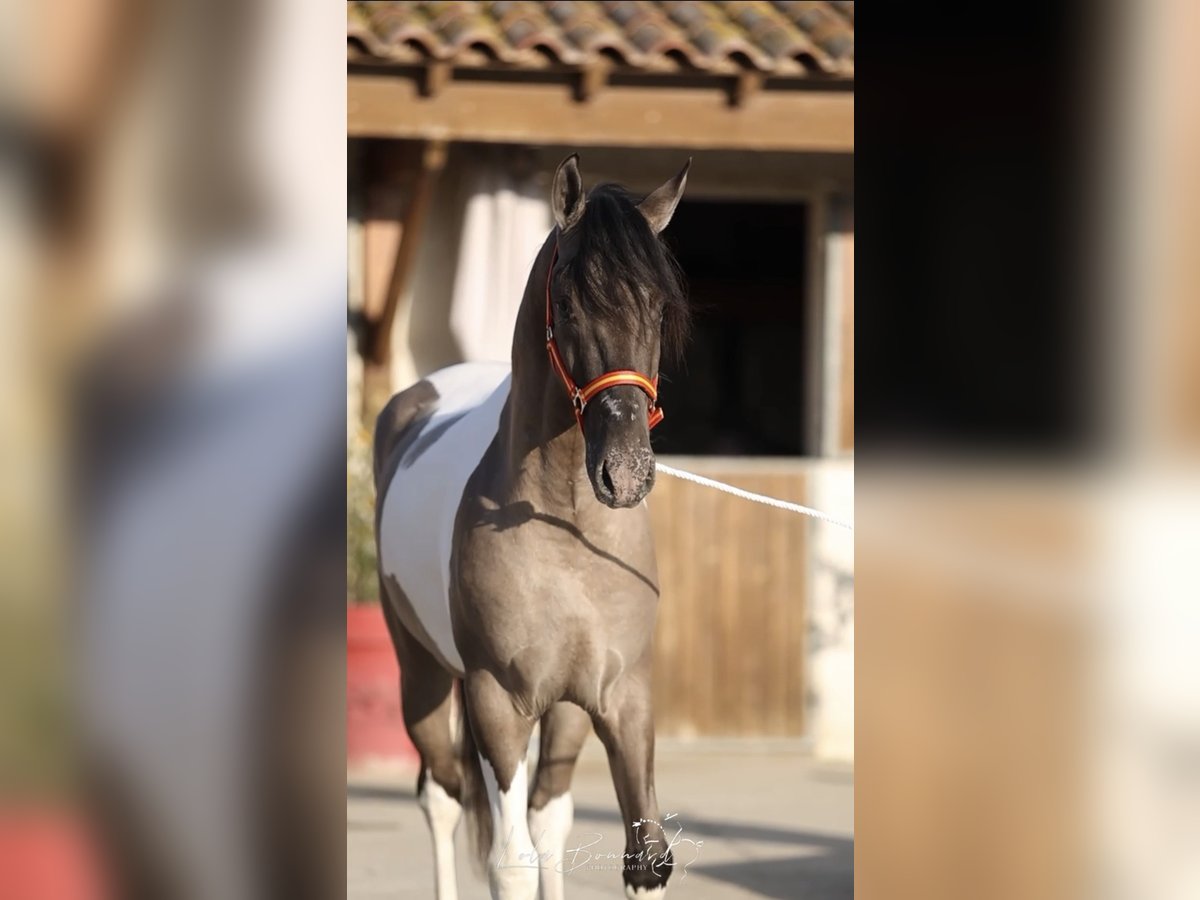 Andalusian Stallion 3 years 15,2 hh Tobiano-all-colors in Cornillon-Confoux
