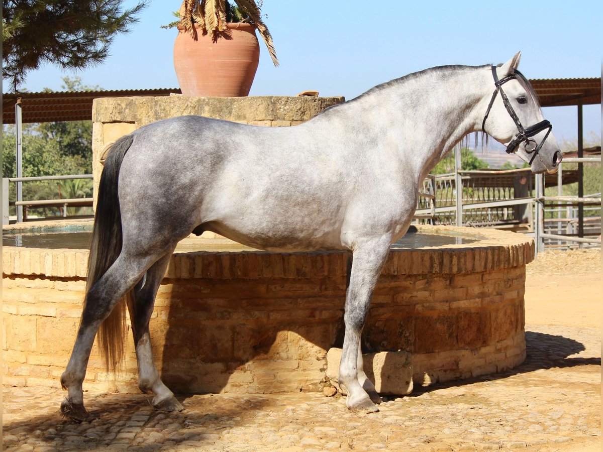 Andalusian Stallion 3 years 16,1 hh Gray in Sevilla