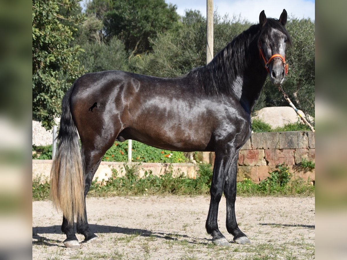 andalusian stud service