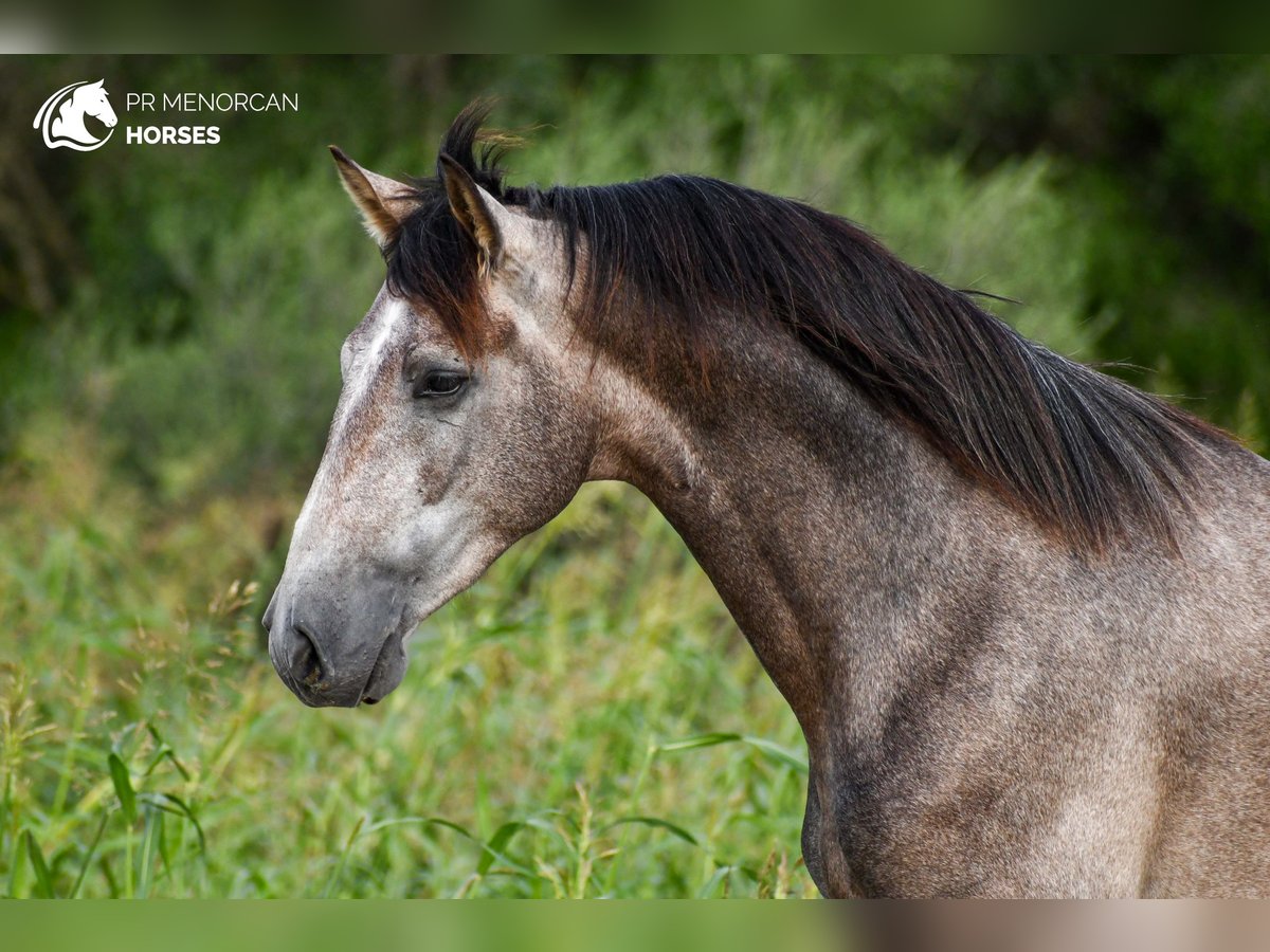 Andalusian Stallion 3 years 16,1 hh Grey in Menorca