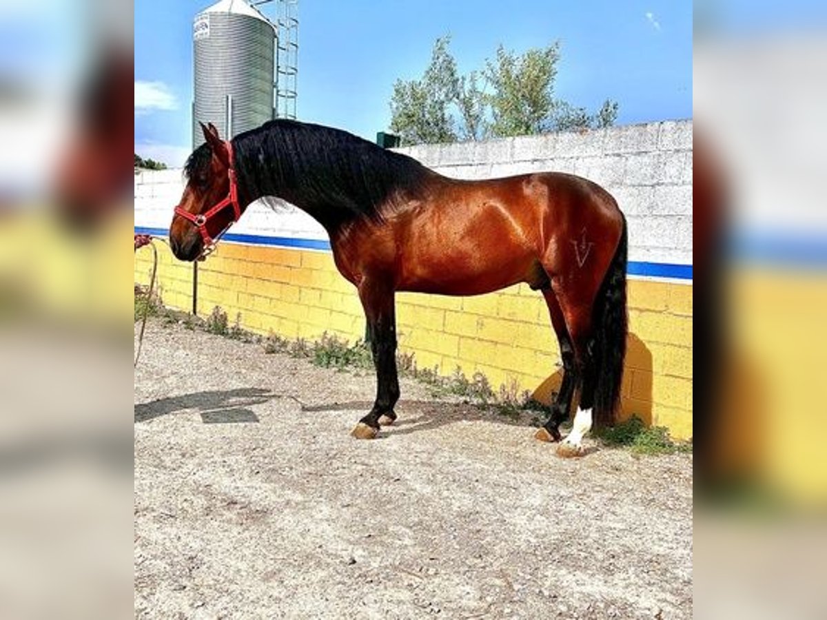 Andalusian Stallion 3 years 16,2 hh Bay in Jaen