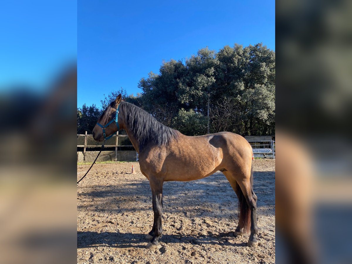 Andalusian Stallion 3 years 16,2 hh Dun in Serinya