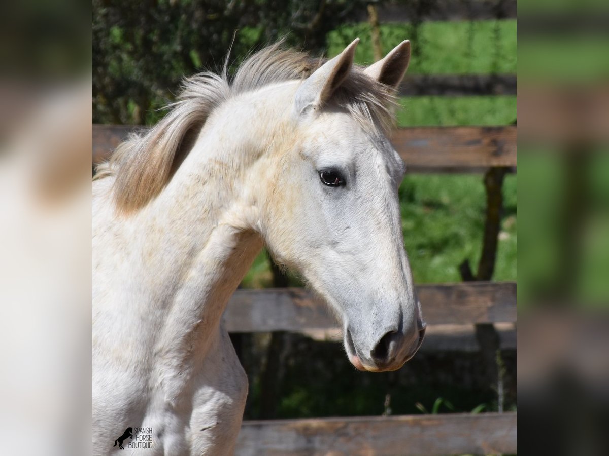 Andalusian Stallion 3 years 16,2 hh Gray in Mallorca