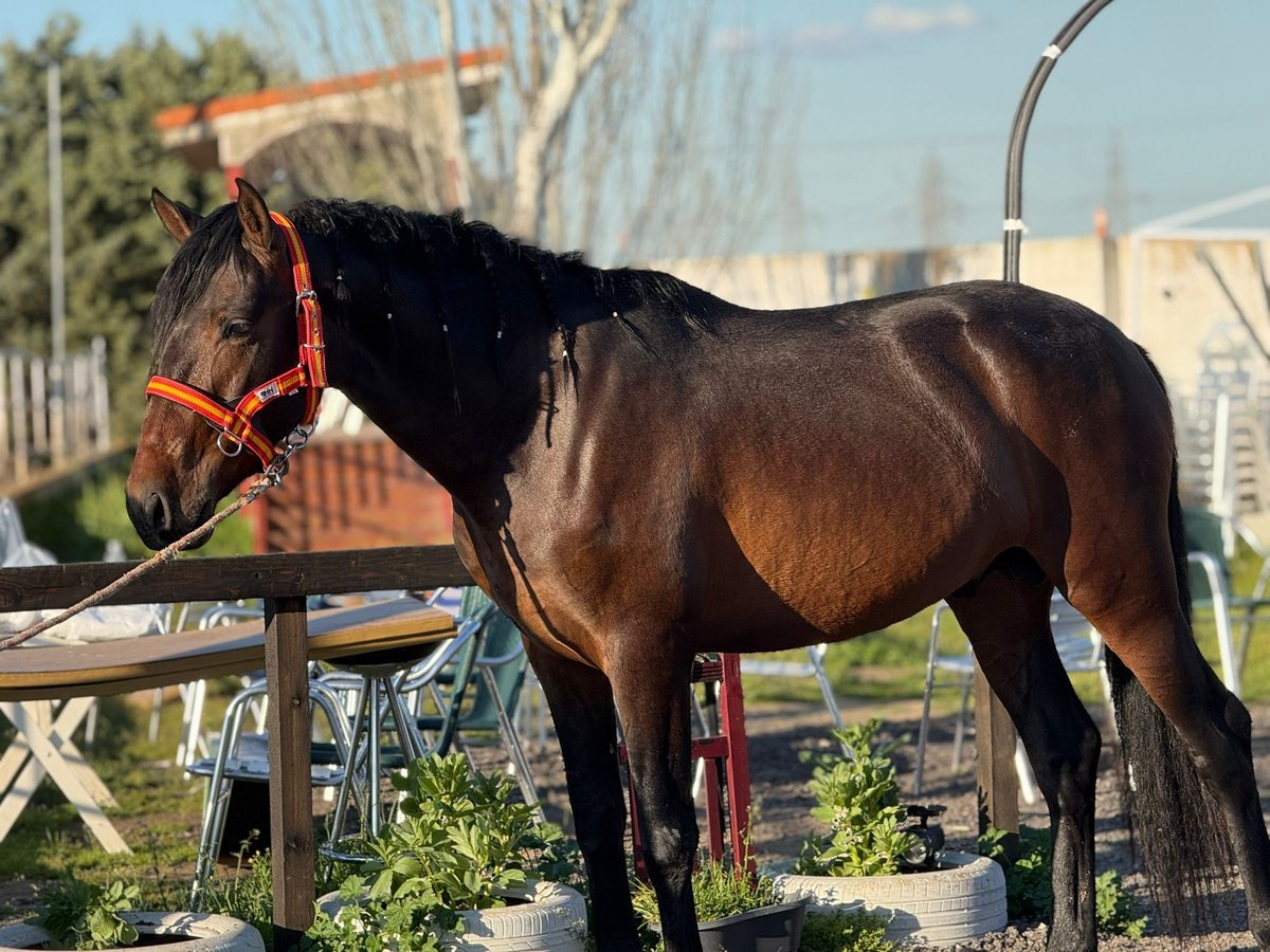 Andalusian Stallion 3 years 16 hh Bay-Dark in Mostoles