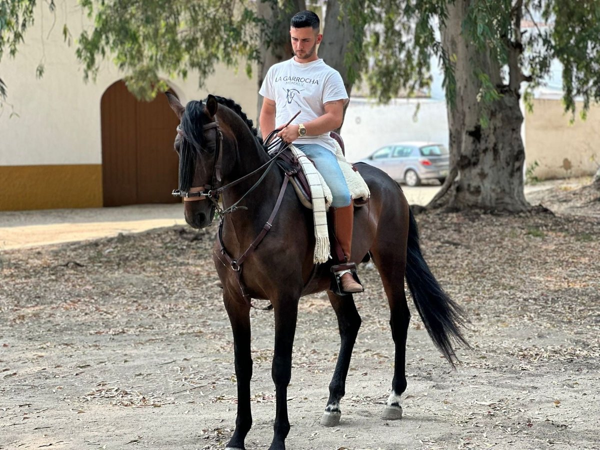 Andalusian Stallion 3 years 16 hh Bay-Dark in Mostoles