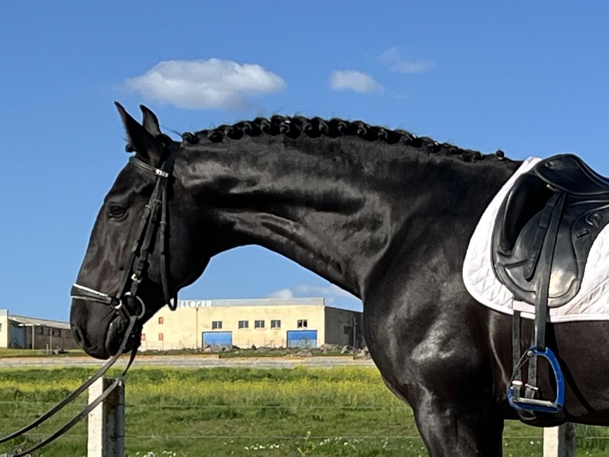 Andalusian Stallion 3 years 16 hh Black in Tizneros