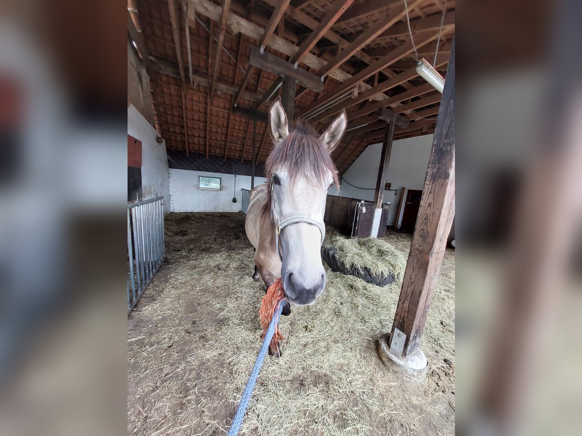 Andalusian Stallion 3 years 16 hh Buckskin in Sustrum-Moor