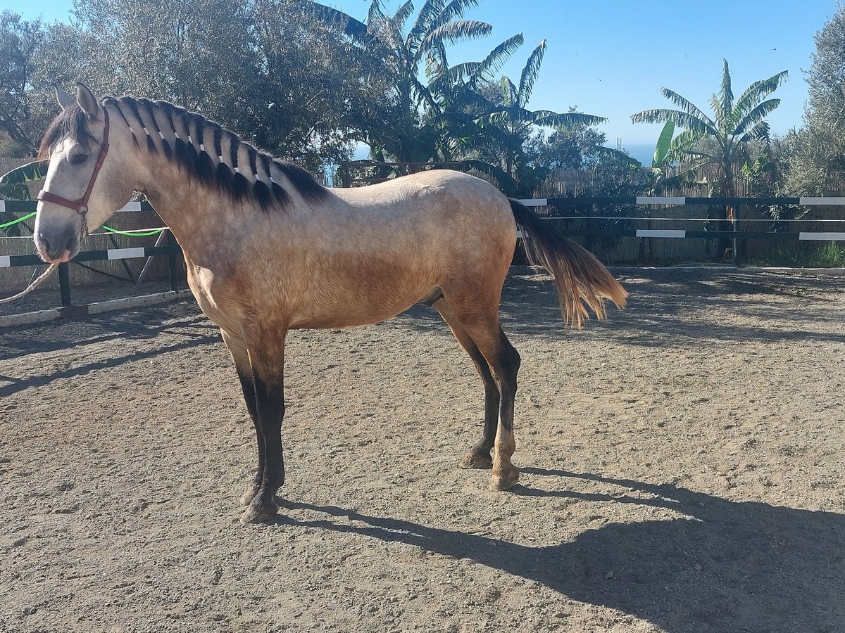 Andalusian Stallion 3 years 16,1 hh Grey in Nerja