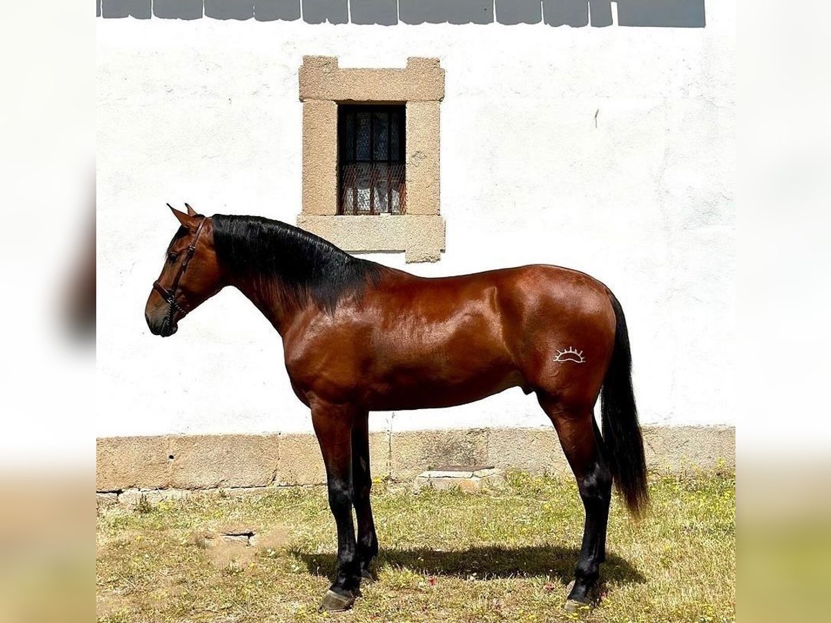 Andalusian Stallion 3 years 17,2 hh Bay in Teruel