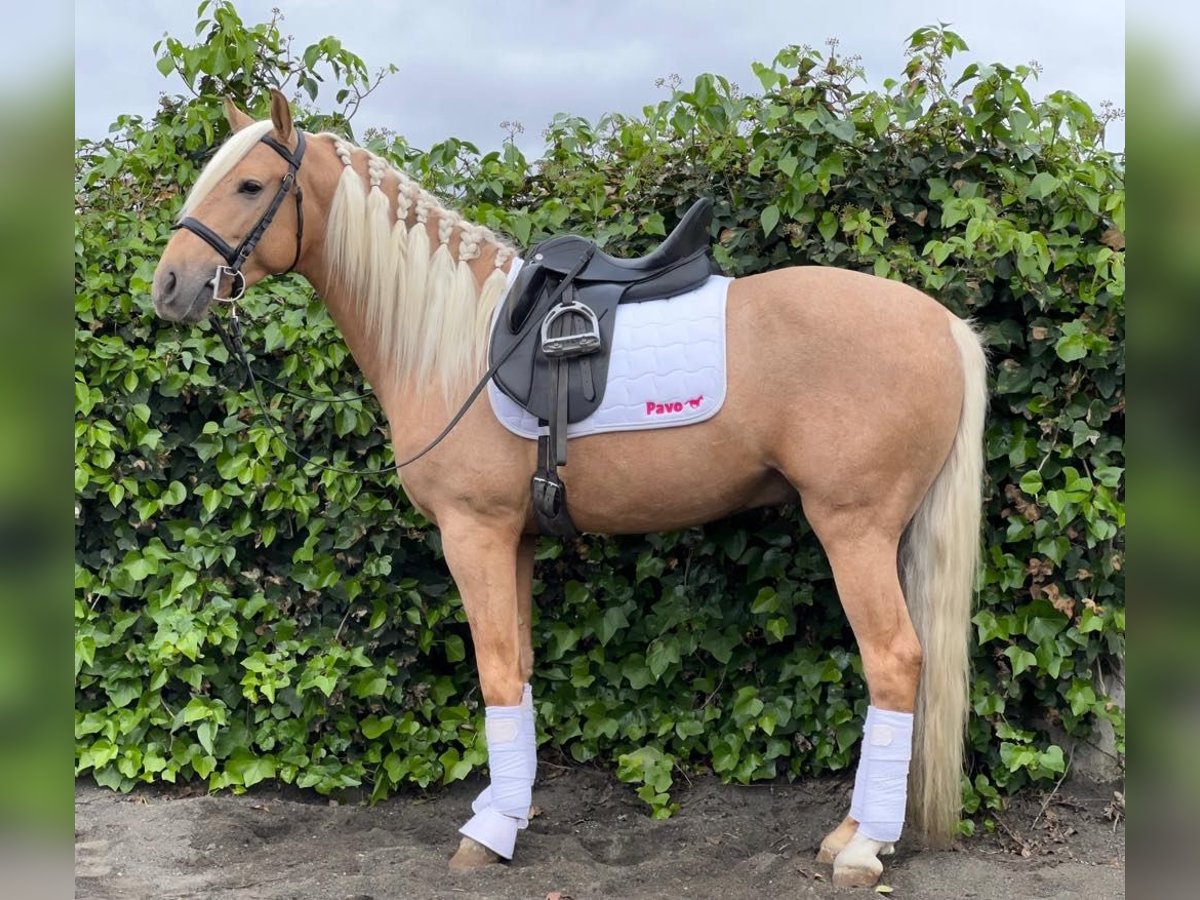 Andalusian Stallion 3 years Palomino in Galaroza (Huelva)