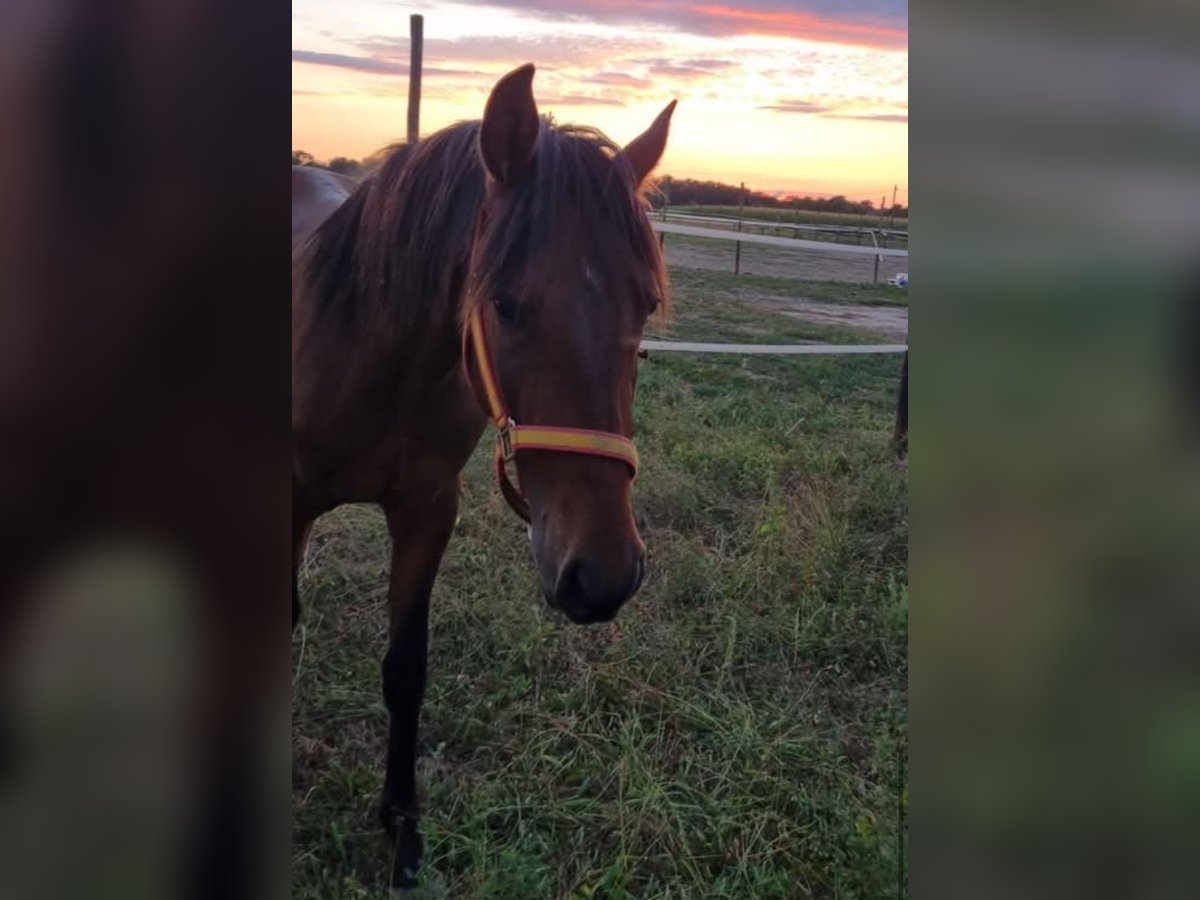 Andalusian Stallion 4 years 14,3 hh Brown in Efringen-Kirchen