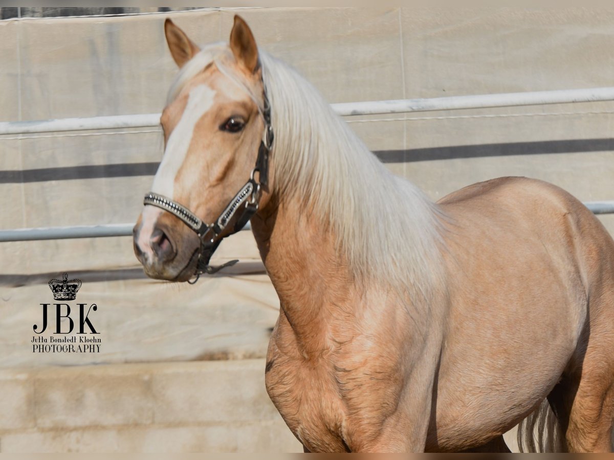 Andalusian Mix Stallion 4 years 15,1 hh Palomino in Tabernas Almeria