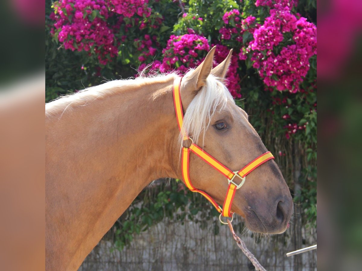 Andalusian Stallion 4 years 15,2 hh Palomino in Martfeld