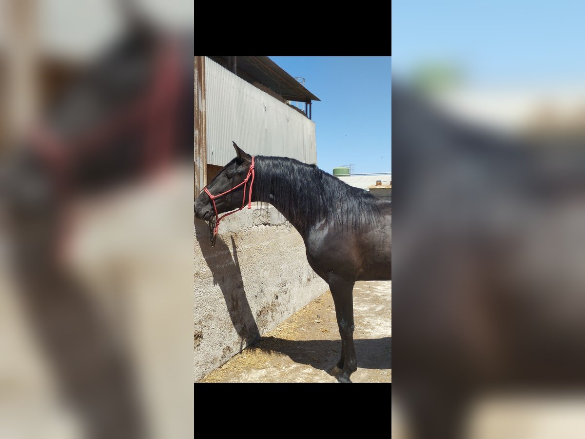 Andalusian Stallion 4 years 15,3 hh Black in Sutullena