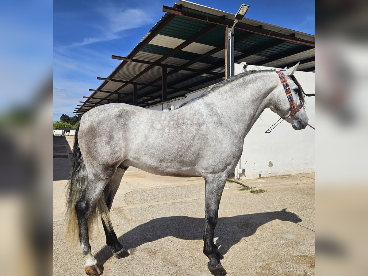 Andalusian Stallion 4 years 15,3 hh Gray in Cheste