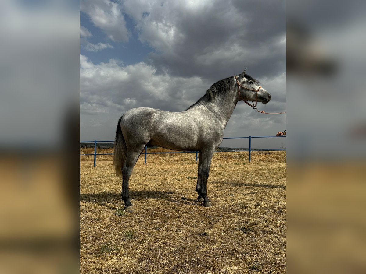 Andalusian Stallion 4 years 15,3 hh Gray in Badajoz