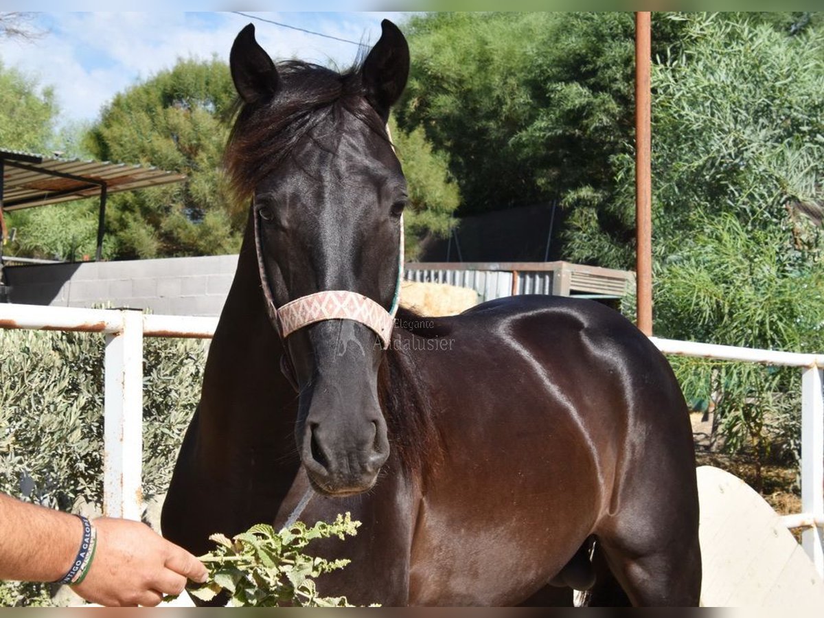 Andalusian Stallion 4 years 15,2 hh Black in Provinz Malaga