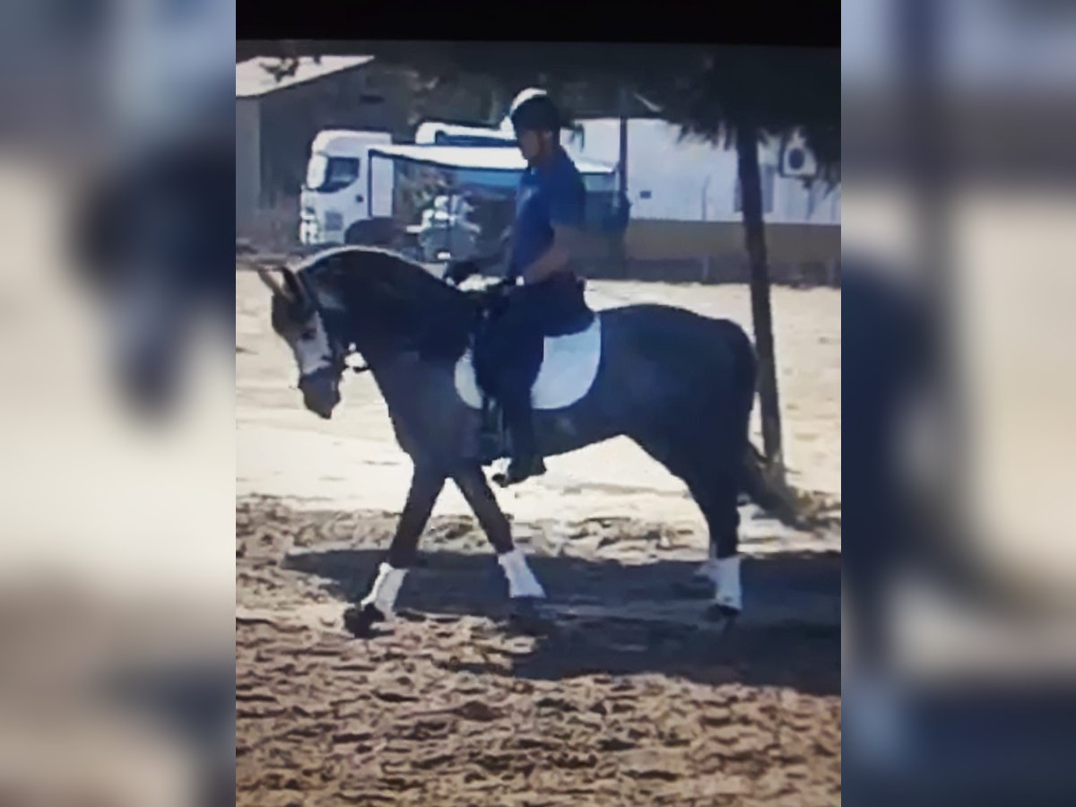 Andalusian Stallion 4 years 16,2 hh Gray in Huelva