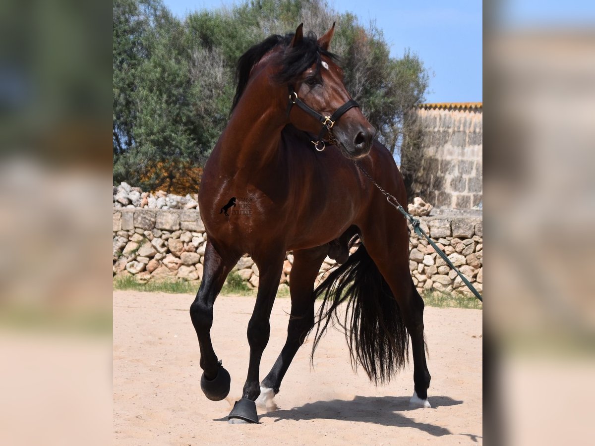 Andalusian Stallion 4 years 16 hh Brown in Menorca