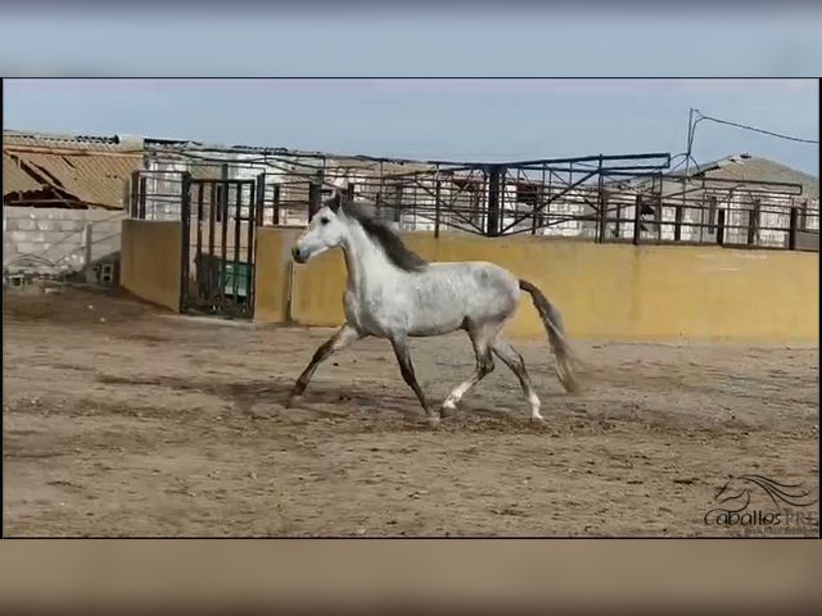 Andalusian Stallion 4 years 16 hh Grey in Madrid