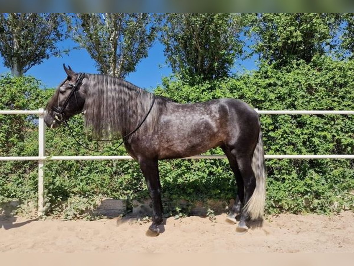 Andalusian Stallion 4 years Gray in Zaragoza