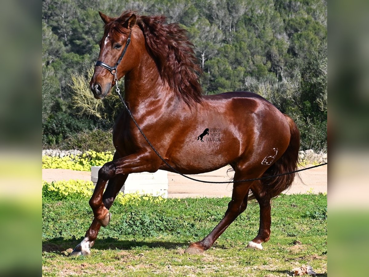 Andalusian Stallion 5 years 15,2 hh Chestnut-Red in Menorca