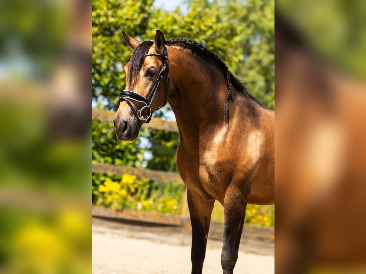 Andalusian Mix Stallion 5 years 15,2 hh Dun in Sm