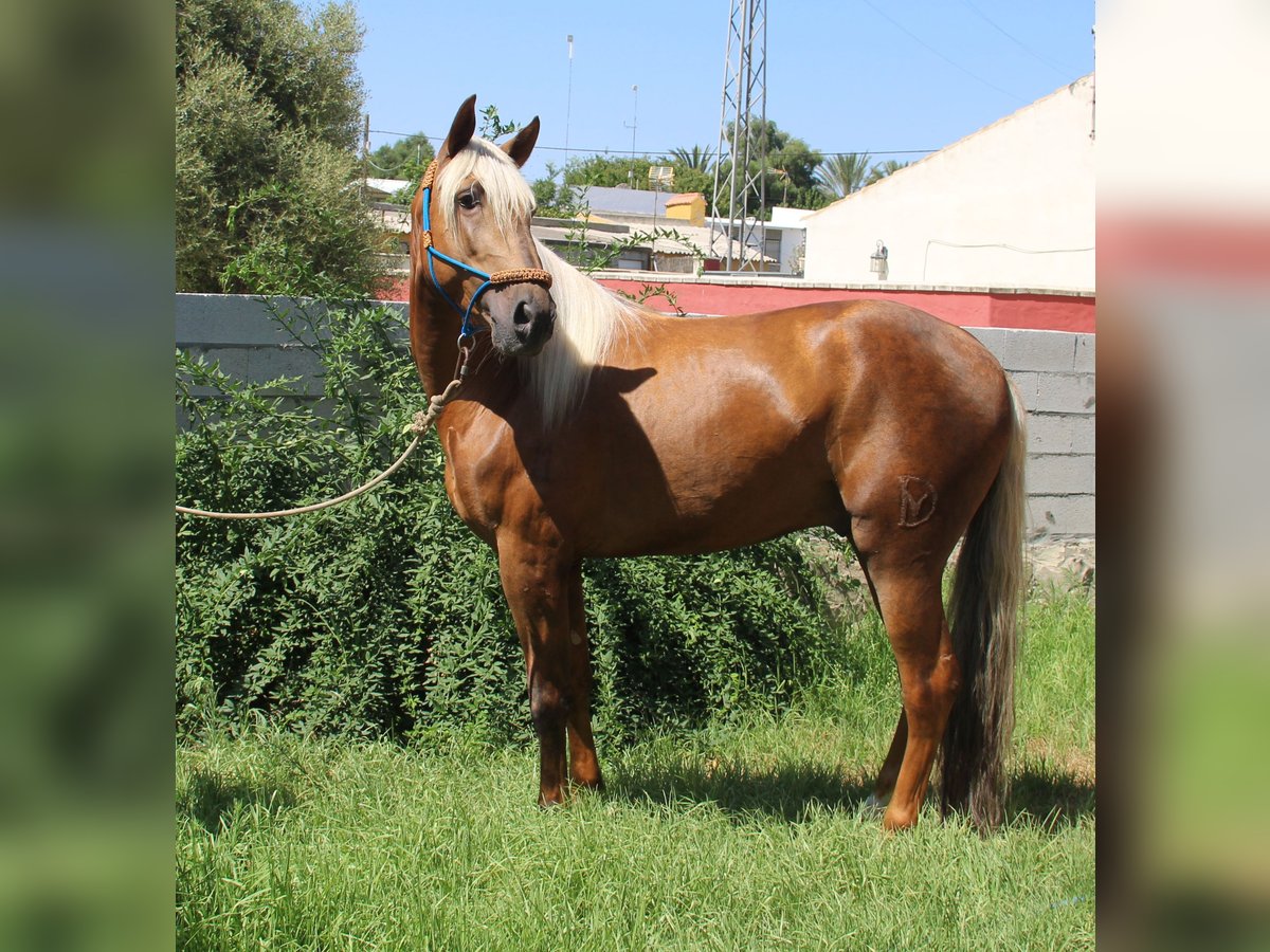 Andalusian Stallion 5 years 15,2 hh Palomino in Vejer de la Frontera