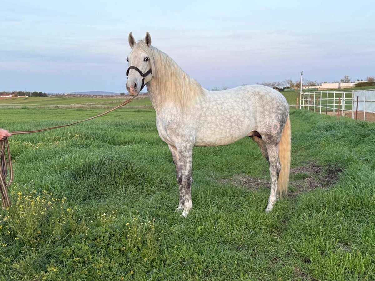 Andalusian Stallion 5 years 15,3 hh Gray in Badajoz