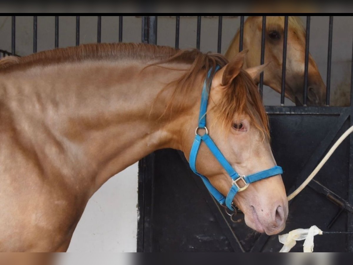 Andalusian Stallion 5 years 16 hh Chestnut in Sevilla