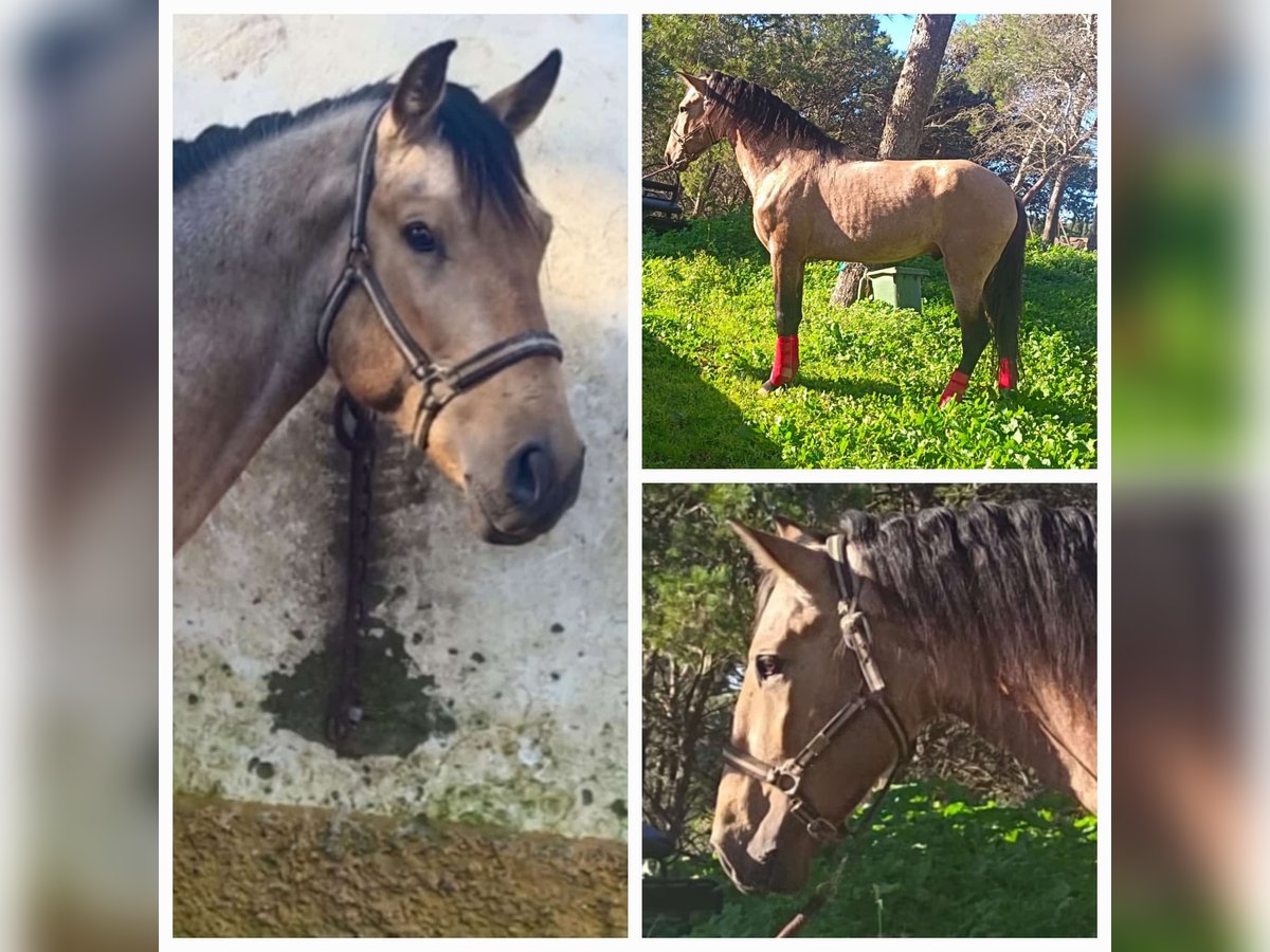 Andalusian Stallion 5 years 16 hh Dun in Chiclana de la Frontera