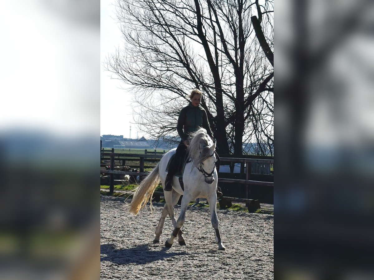 Andalusian Stallion 5 years 16 hh Gray-Dapple in Castricum