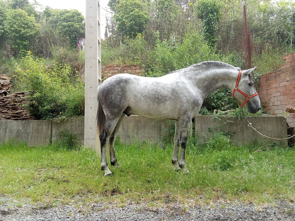 Andalusian Stallion 5 years 16 hh Gray-Dapple in Terrassa