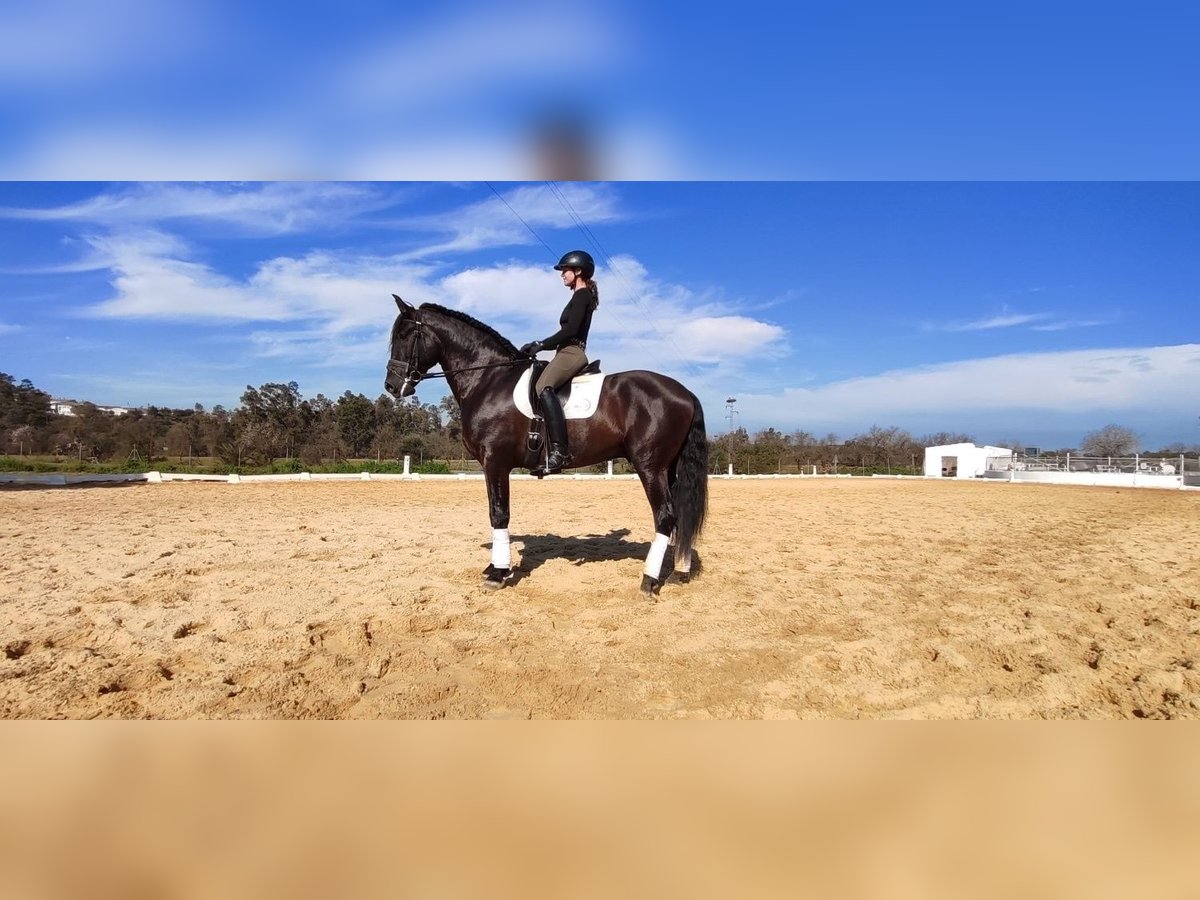 Andalusian Stallion 5 years 16,3 hh in Sevilla
