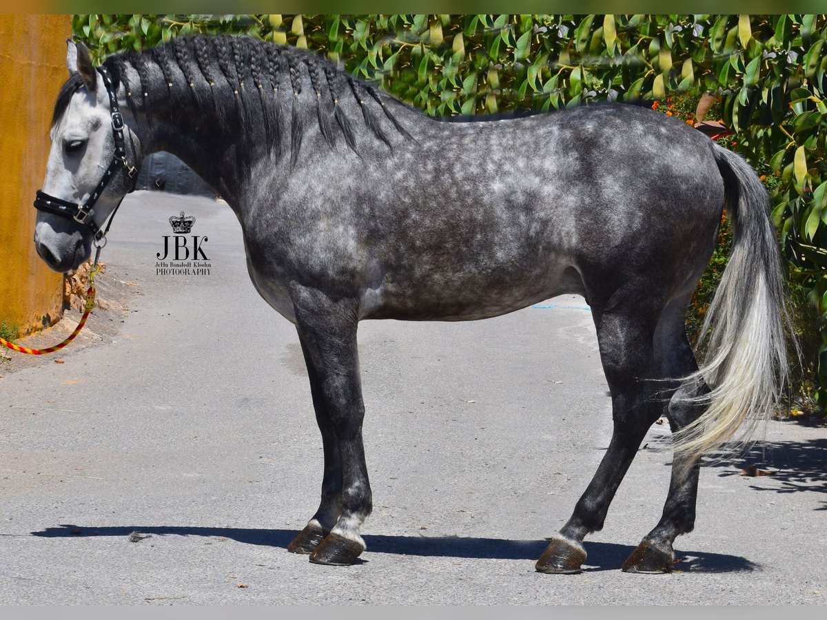 Andalusian Stallion 6 years 15,1 hh Gray in Tabernas Almeria