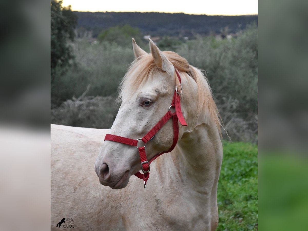 Andalusian Stallion 6 years 15 hh Perlino in Mallorca