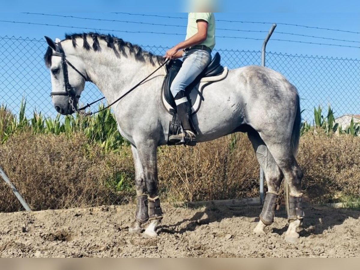 Andalusian Stallion 6 years 16,1 hh Gray in Talarrubias