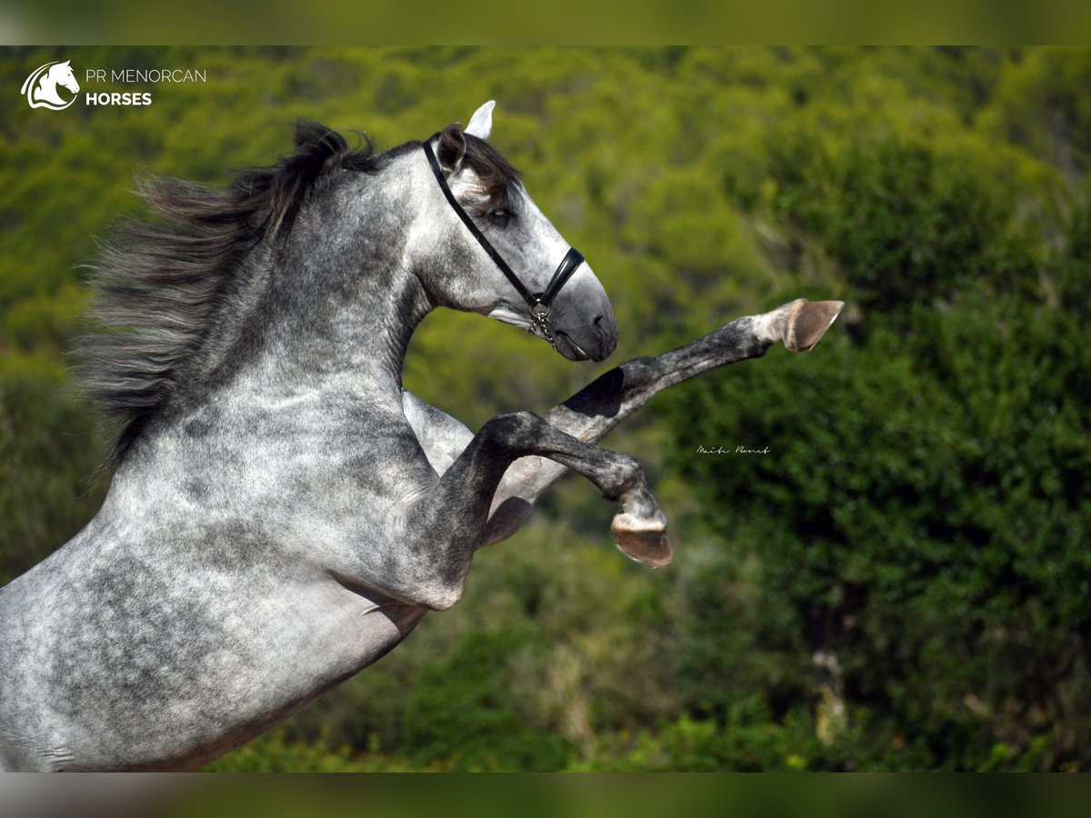 Andalusian Stallion 6 years 16,1 hh Gray in Menorca