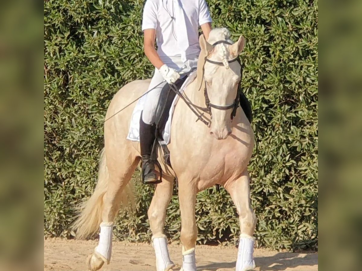 Andalusian Stallion 6 years 16 hh Cremello in Vejer de la Frontera