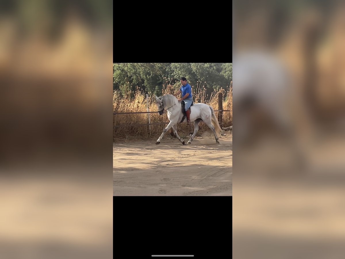 Andalusian Stallion 6 years 16 hh Gray in Malaga