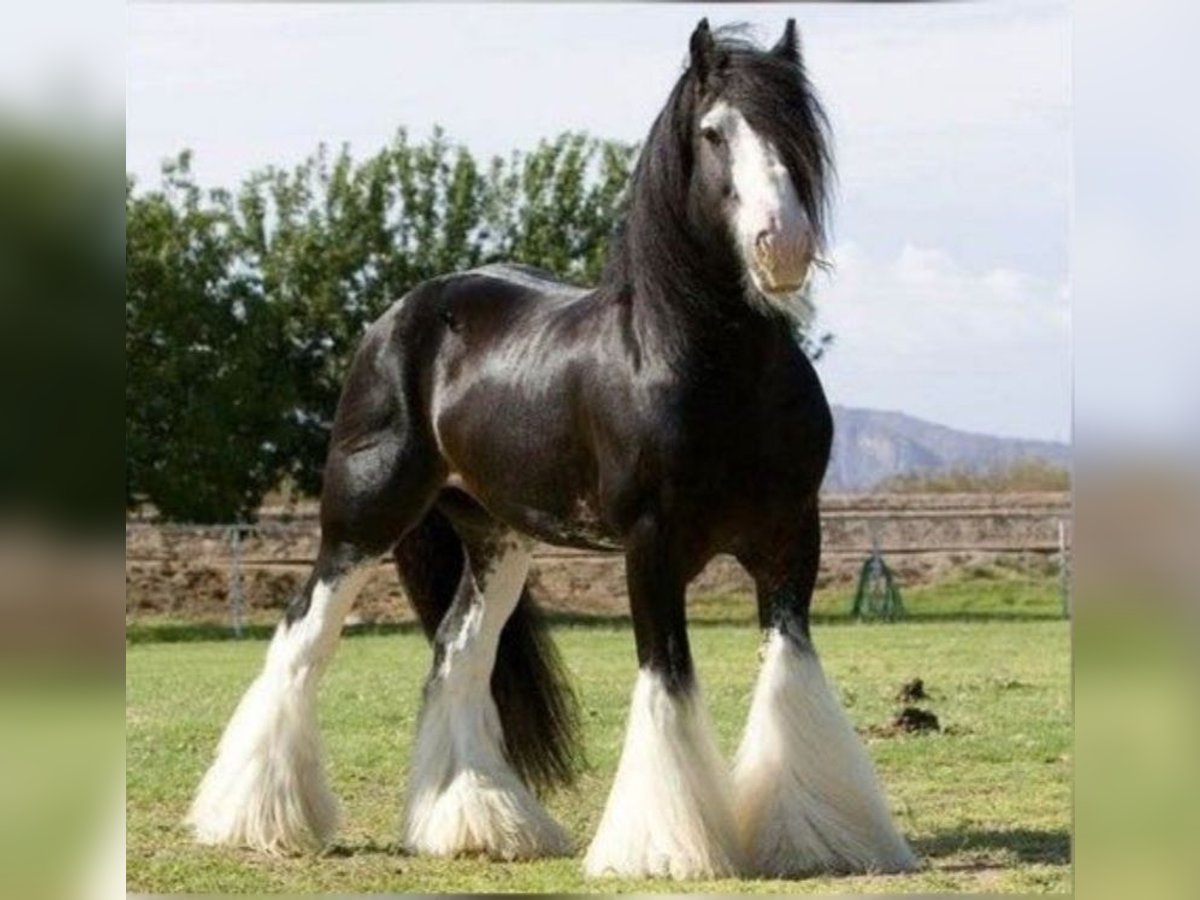 Andalusian Stallion 6 years 17,1 hh Black in Bergamo